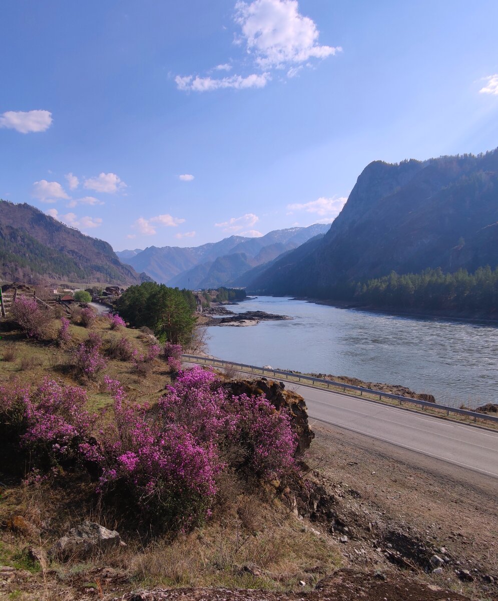 Цветение маральника перед закатом у Чемальского тракта. Вид на Катунь