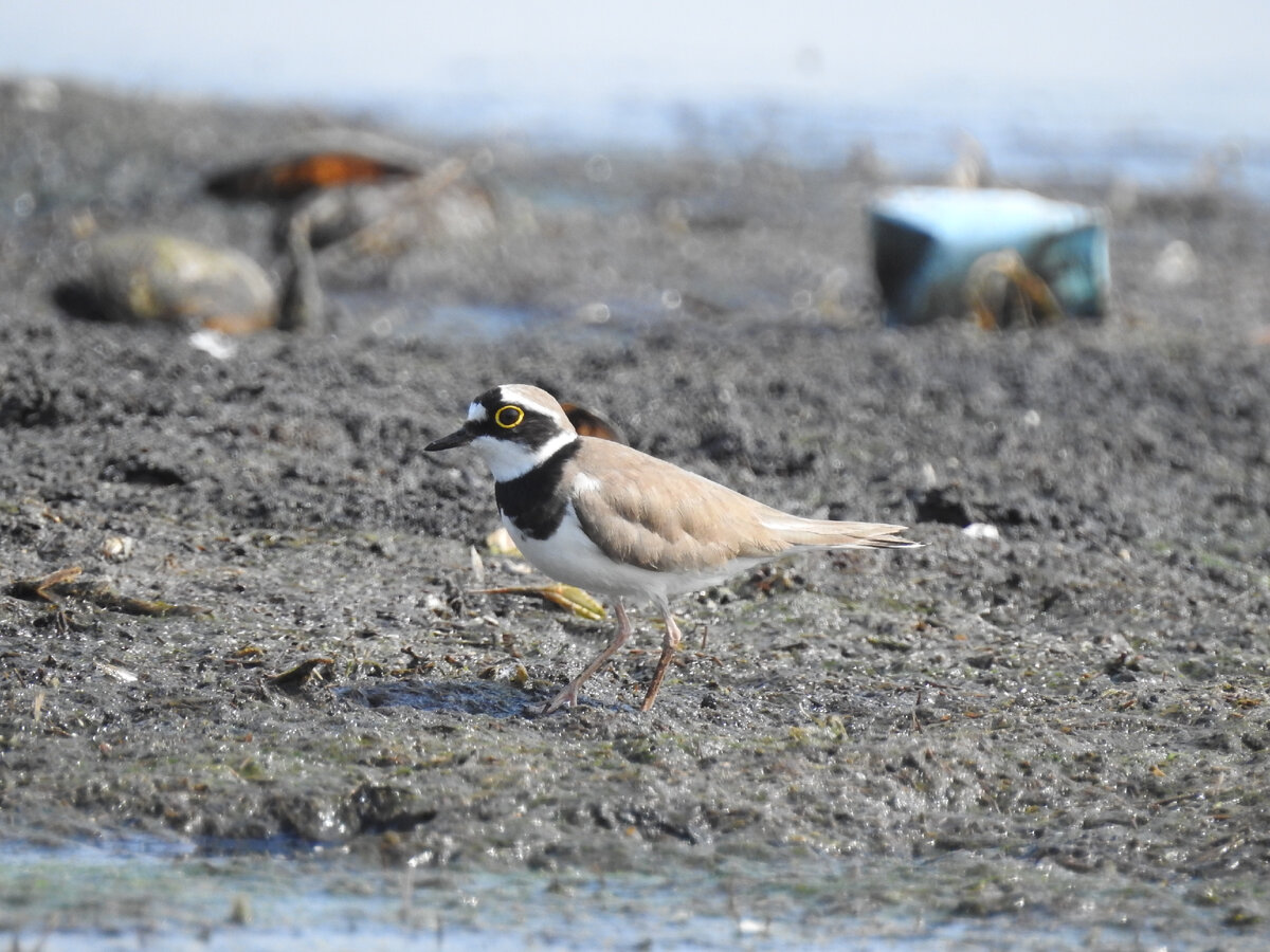 Малый зуек, 21 мая, Свердловская область, фото автора