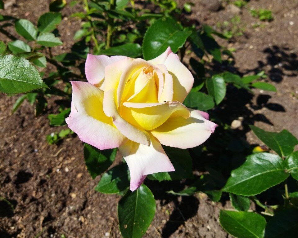 Чайно-гибридная роза Gloria Dei (Meilland)