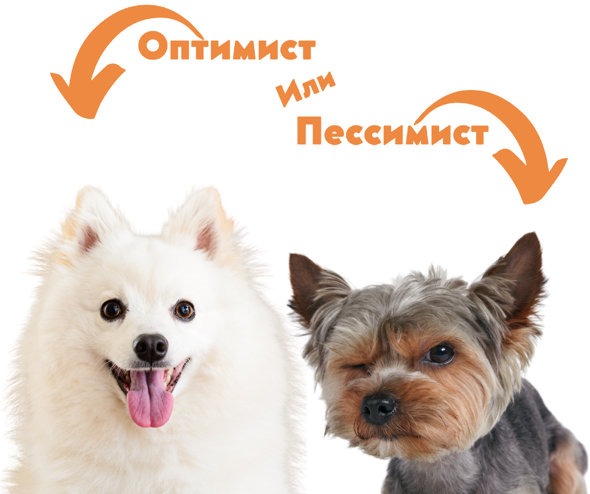 Зеленая собака кузнецкий мост. Метис лабрадора и шпица. Зеленый пес клуб. Клуб для собак. Иду гулять с собакой.