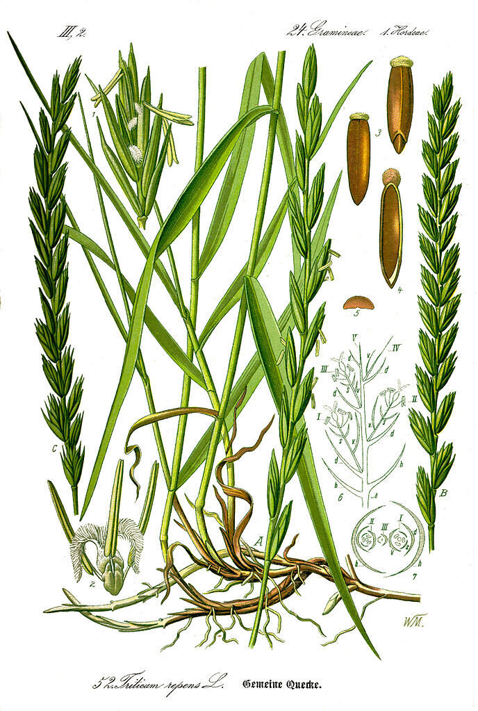    Пырей ползучий. Ботаническая иллюстрация, источник: wikimedia.org