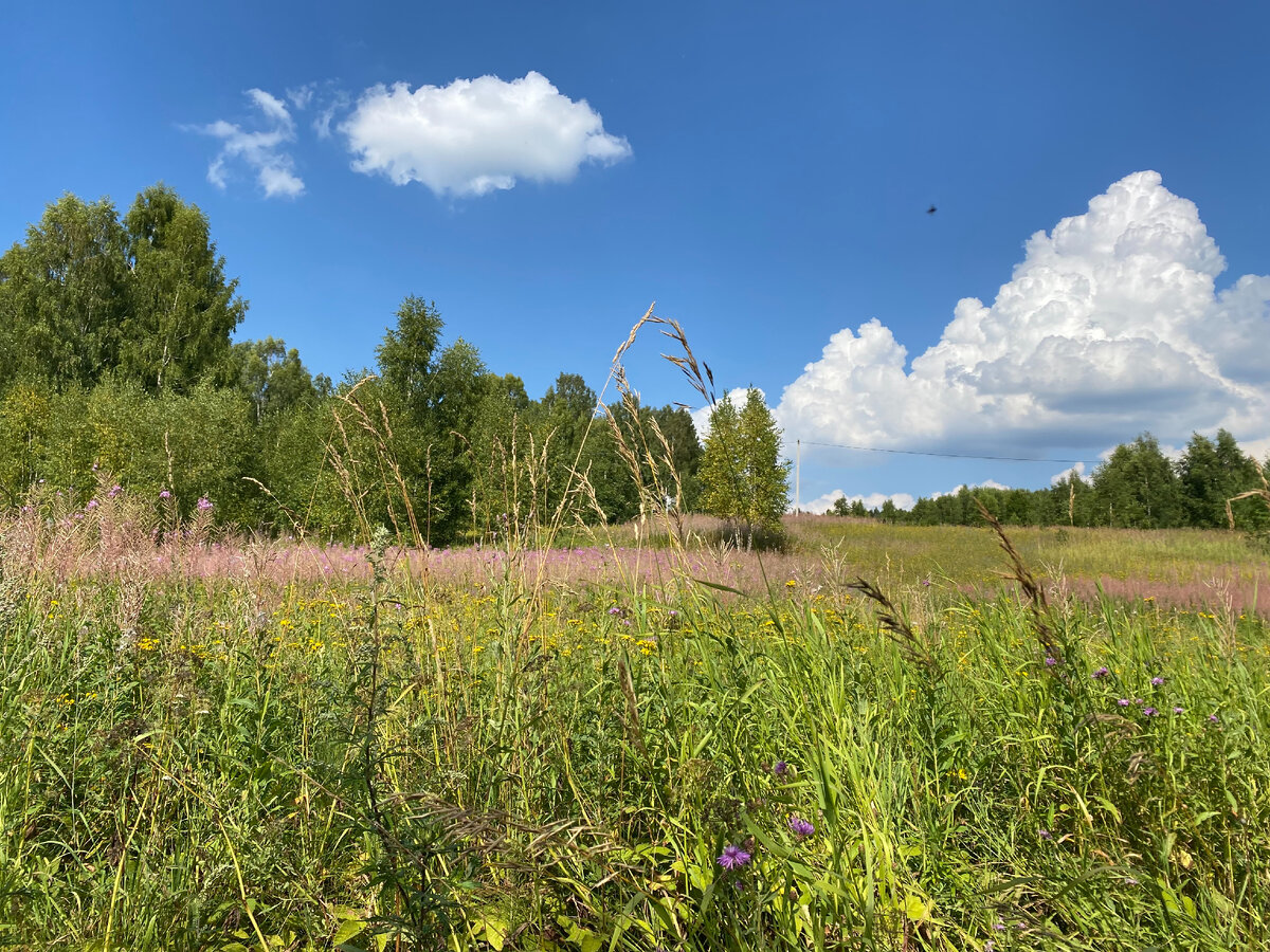 Дорога от Ржева к деревне Бойня Зубцовского района Тверской области