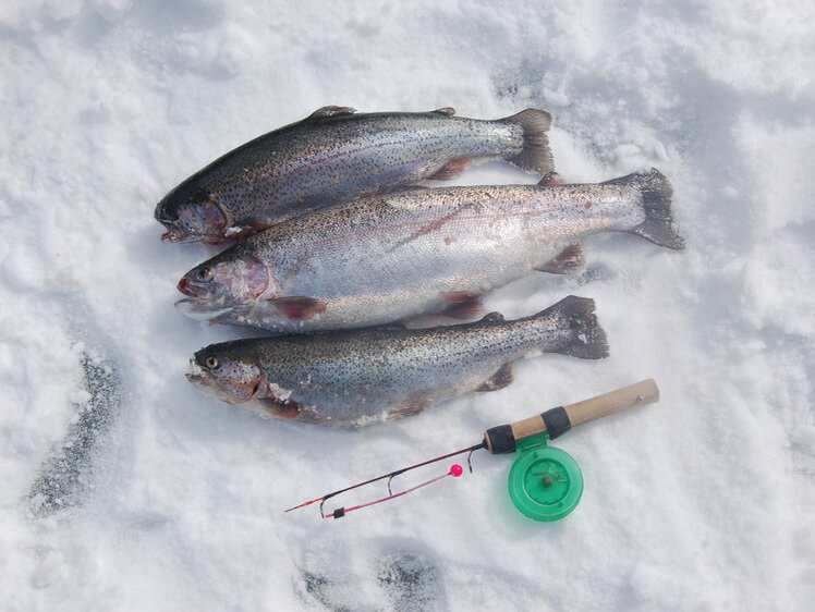     Фото: Яншевского Андрея.