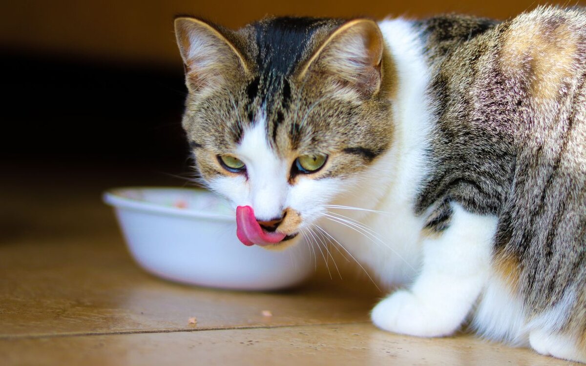 Могут ли кошки есть макароны? /unsplash