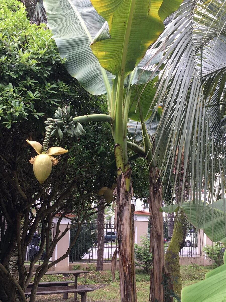 Банановое дерево