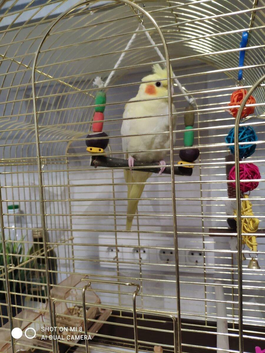 Гарик, он же Кеша