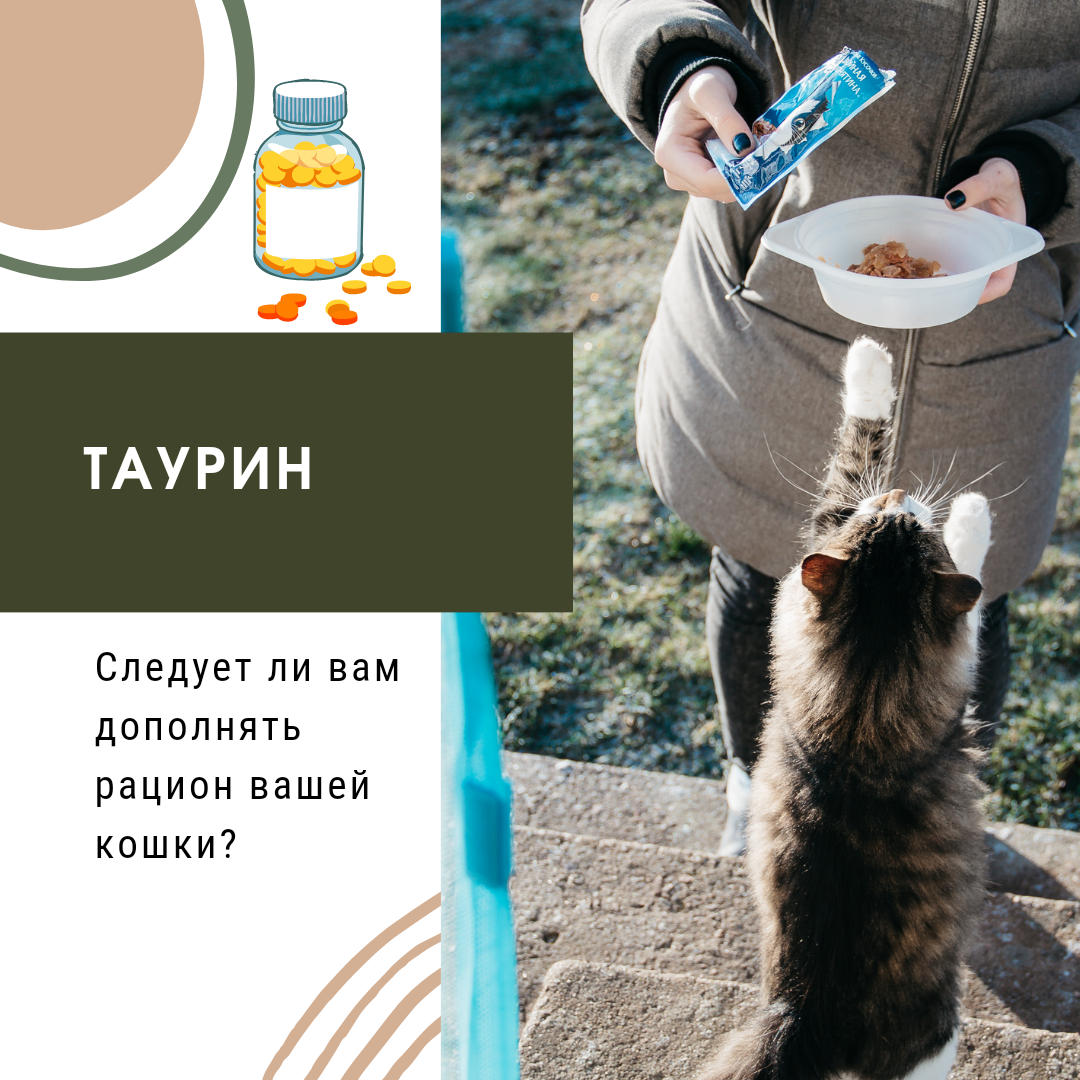 Almo Nature Holistic Functional Cat Urinary Help с курицей для кошек, пауч