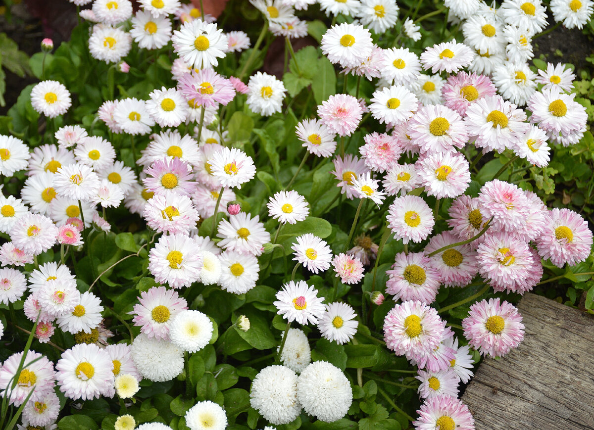 Все фотографии в статье мои. Открытка из личной коллекции. 