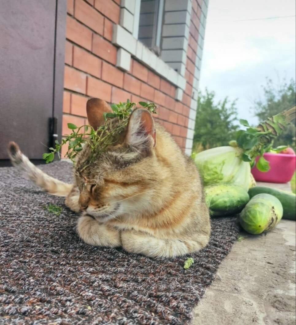 Маркиза с овощами