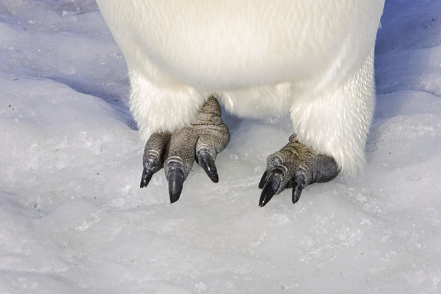 Как выглядят ноги пингвина "Gentoo Penguin" Изображения: просматривайте стоковые фотографии, векторные изоб
