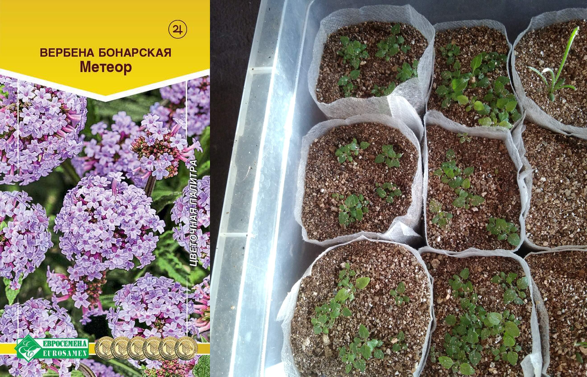 Продолжение вслед за многолетниками. Однолетники сеяла практически с ними одинаково , с 3 по 25 февраля. Каждые выходные что ни будь да сеяла. Напомню, все семена цветов и овощей сеяла только сухими, без замачиваний и стратификаций. Начну с Вербены Бонарской. Сеяла в первые. Многие пишут что не всходит и капризная. У меня от Евросемян взошла хорошо, растет потихоньку, но говорят будет крупная и высокая, поэтому рассаду нужно будет рассадить. 