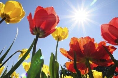 Фото Gardening Know How, Future US LLC