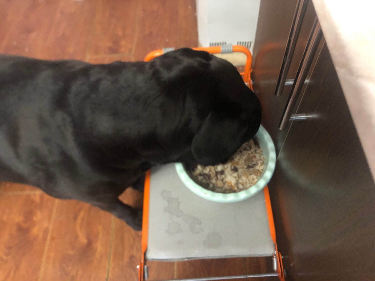 Как же я паниковала... Но я не буду расслабляться. Понаблюдаю. Фото автора.