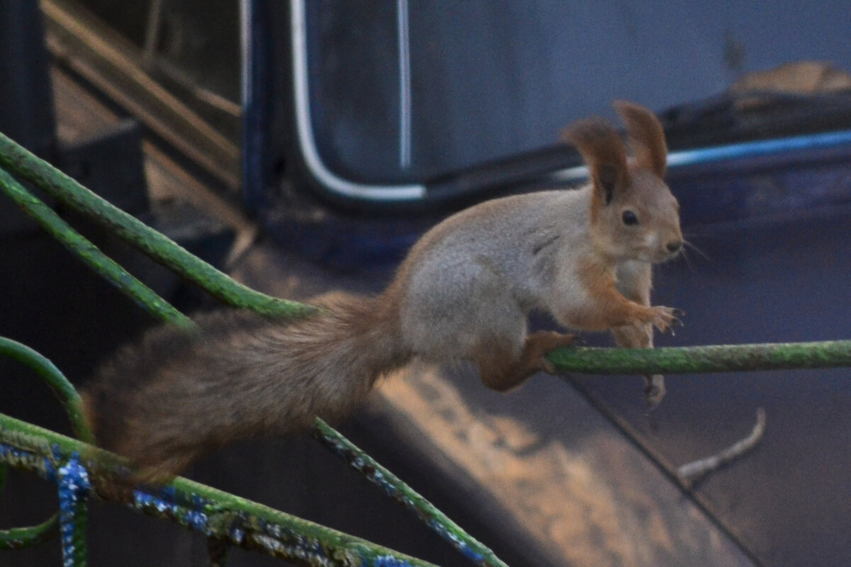 Приключения белки. Фото Svetlanka_Don