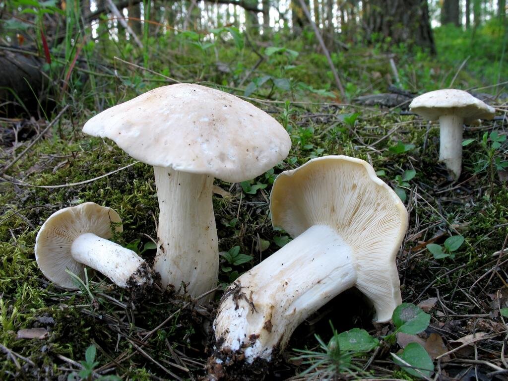 Весенние рядовки. Майский гриб Calocybe gambosa. Грибы майские рядовки. Рядовка Майская. Рядовка Майская Calocybe gambosa.