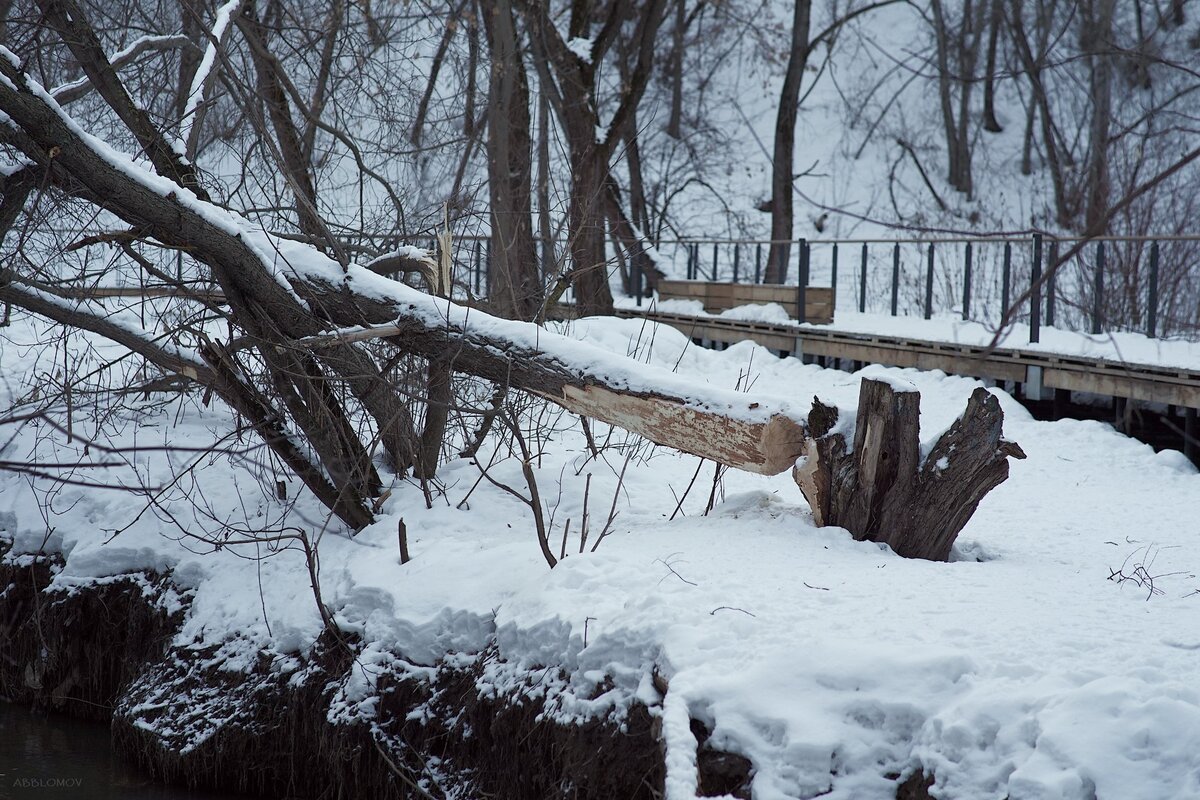 Sony Alpha A7, SAMYANG f1.4 / 85mm AS IF UMC