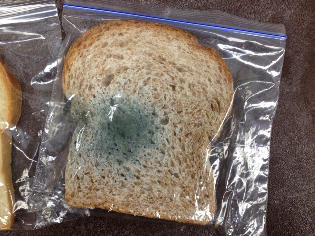 Кусочек хлеба с плесенью. Плесень на хлебе. Плесень на хлебе в пакете. Плесневение хлеба. Кусок плесневого хлеба.