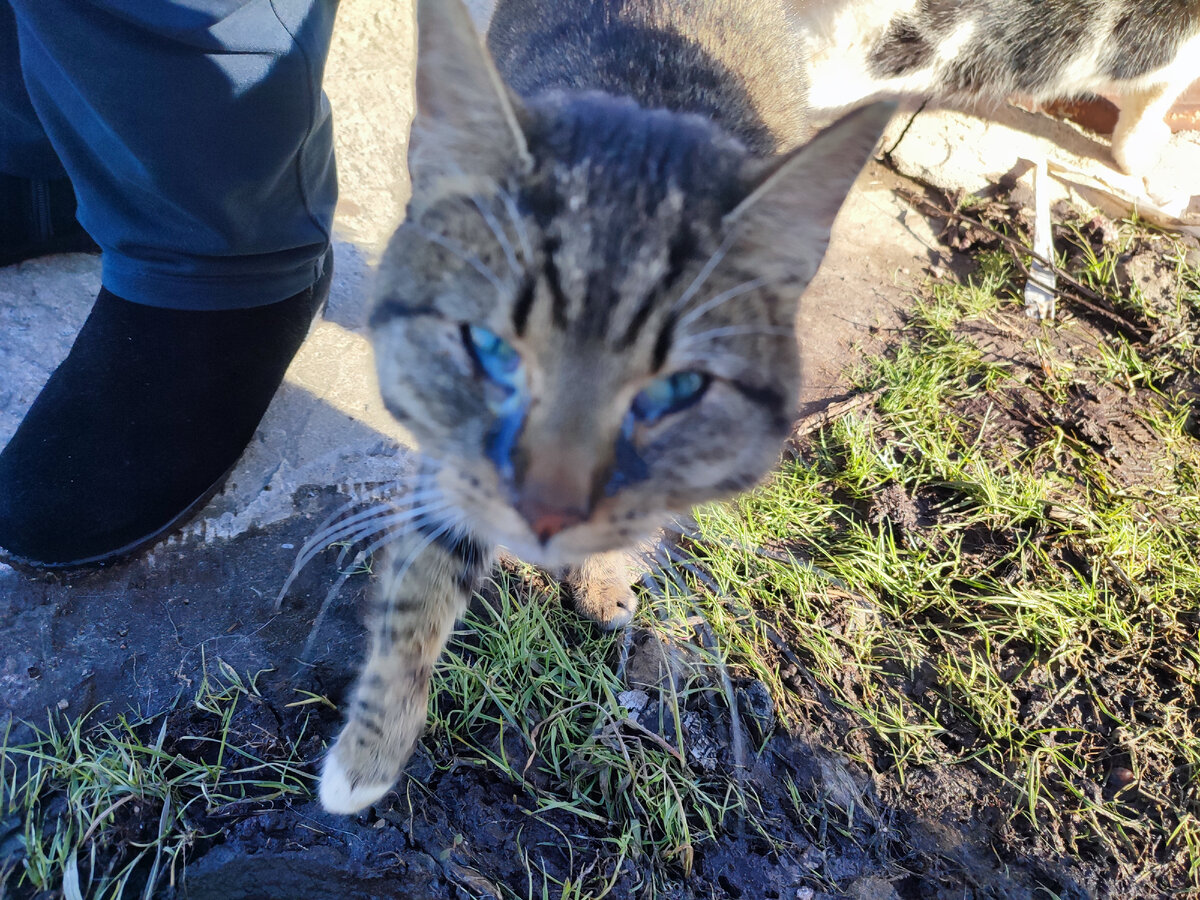 брошенный котенок. мертвые бездомные котята. видео про кота которого выкинули. брошенный котенок. черни котик из мусорки.