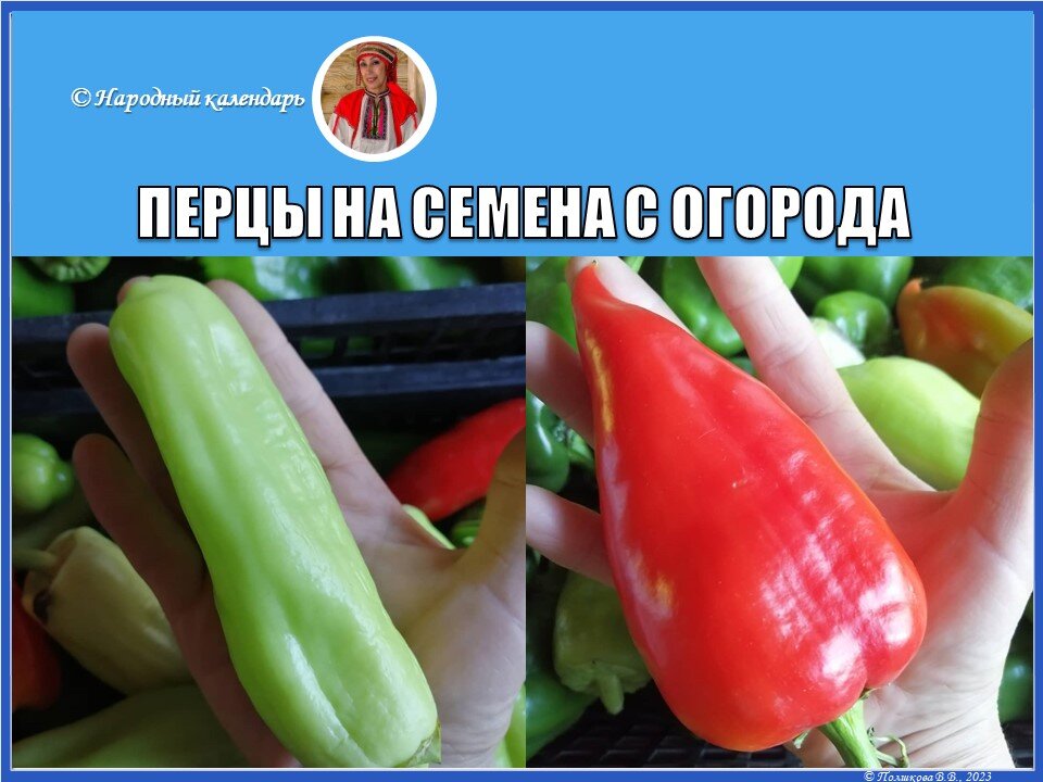 ПЕРЦЫ НА СЕМЕНА СО СВОЕГО ОГОРОДА 2021 Г