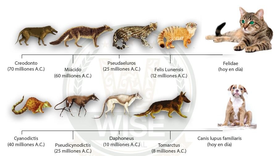 Вот так эволюционировали кошки и собаки. А когда-то был общий предок и у кошек с собаками. И у нас с кошками и собаками.