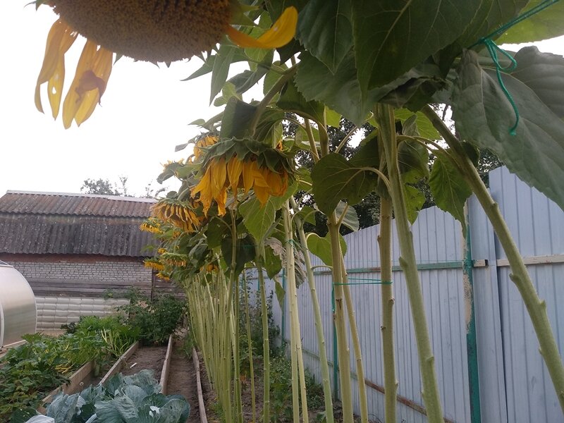 Грядка вдоль забора с кустами смородины, морковью и подсолнечником. Августа 2022 г.