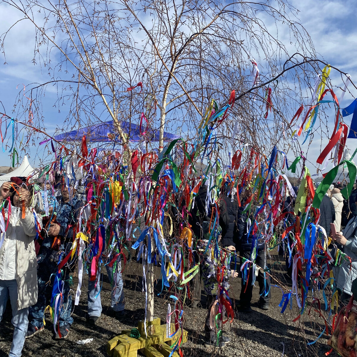 Традиционное дерево с ленточками - обязательный атрибут всех хакасских мероприятий