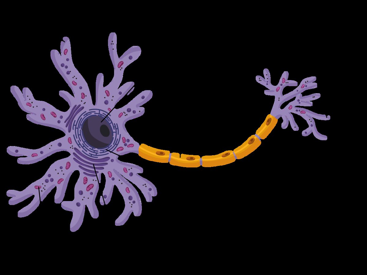 Источник: https://foxford.ru/wiki/biologiya/nervnaya-sistema-obschie-svedeniya?ysclid=lfl70yghxg883284354