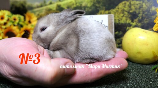 ПРОДАН №3 ЕСТЬ ДРУГИЕ #продаю КАРЛИКОВОГО крольчонка #декоративныекролики +7 921 595 08 48 есть ДОСТАВКА по России