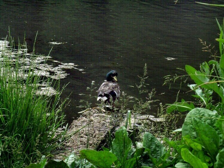     Фото Орлов Роман/Московский комсомолец