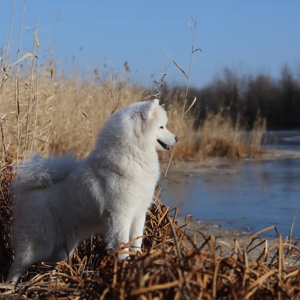 Это Бэрка, послушная девочка, честная собака. 