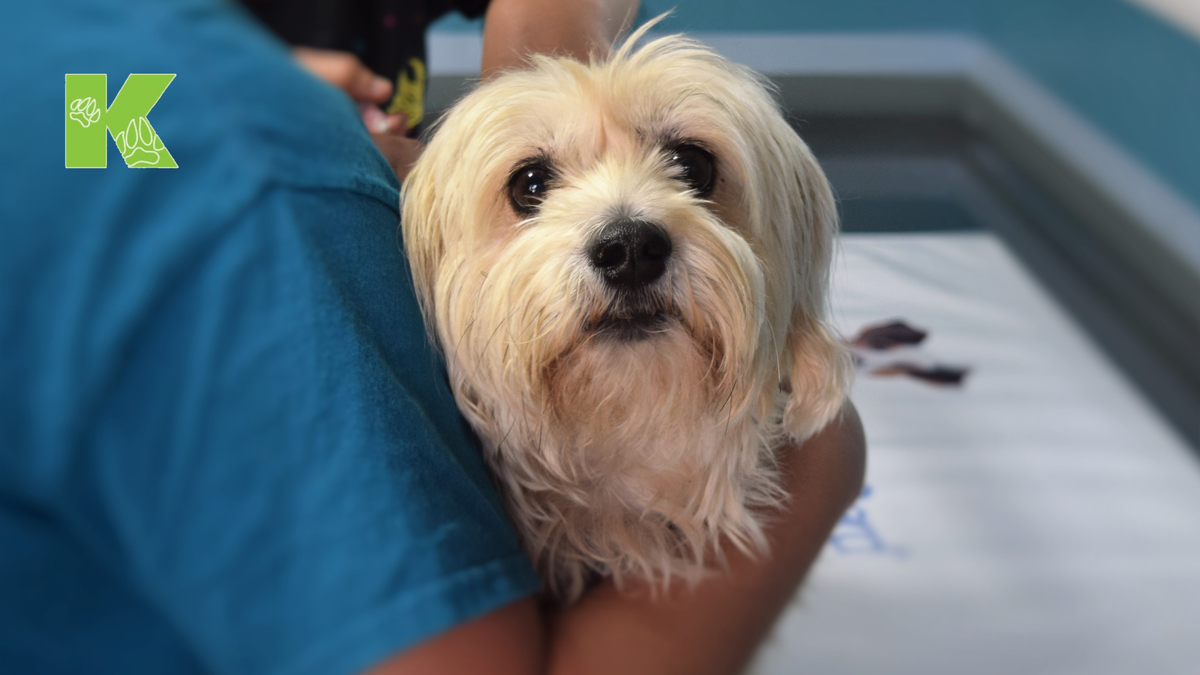 Одна из причин поражения желудочно-кишечного тракта у собак - инородные предметы.