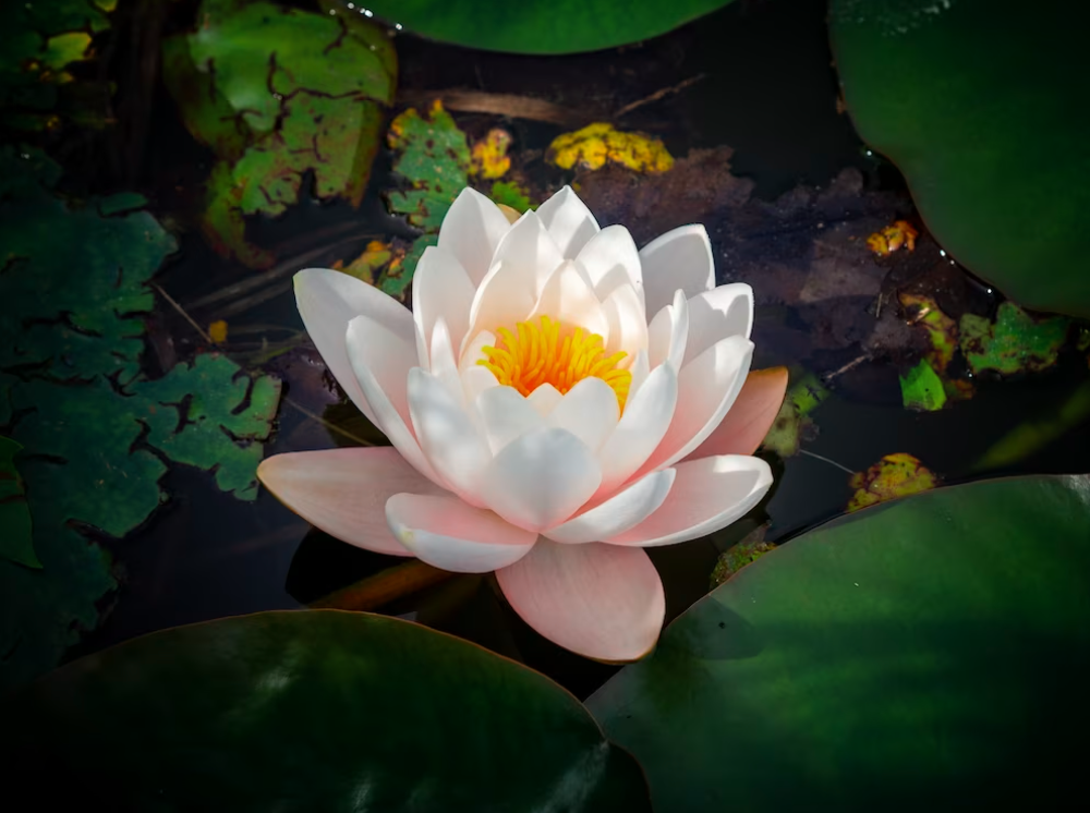 Источник: freepik.com