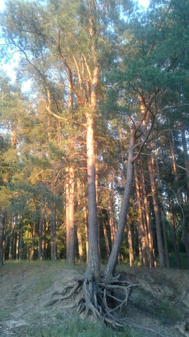 25.06.2022. Финишные корни моей пробежки.