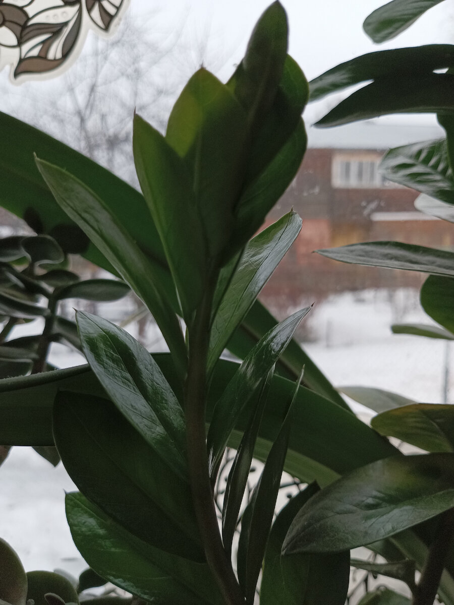 Свежий красивый побег