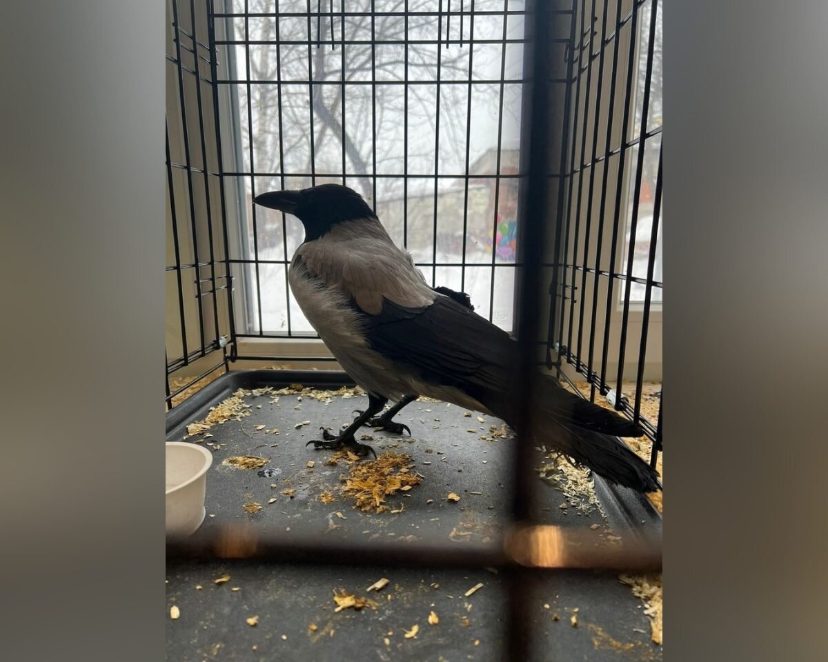    Серую ворону со сломанным крылом заметили в конце февраля на улице Минина Арина Полтанова
