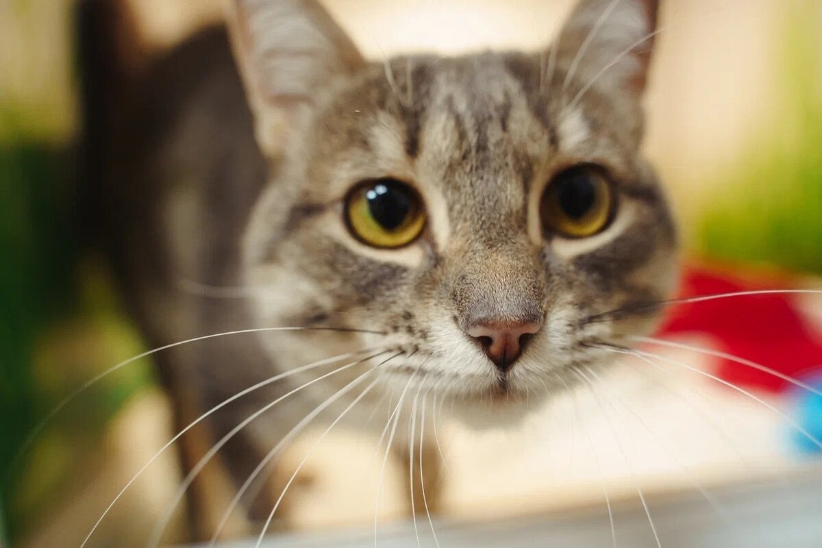 Крону необходимы добрые родители!