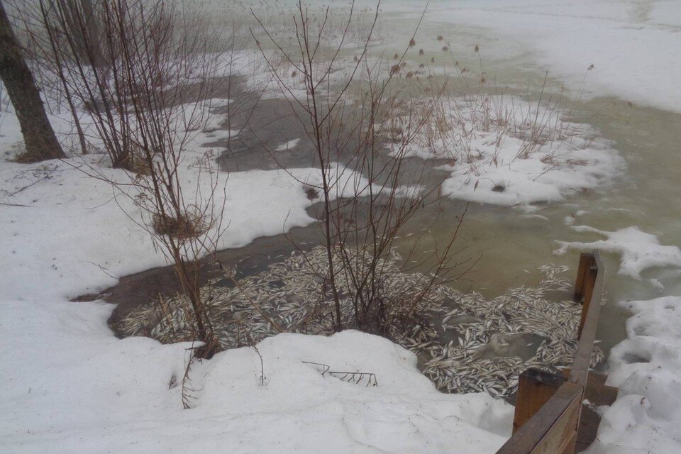     Озеро Светлояр является памятником природы федерального значения. Фото: Предоставлено Дарьей Волковой.