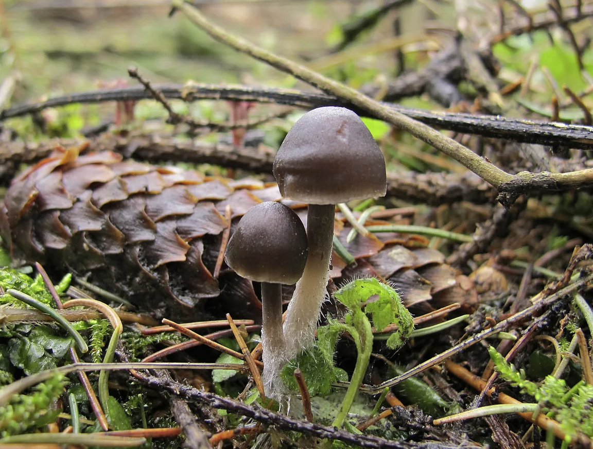 Mycena strobilicola