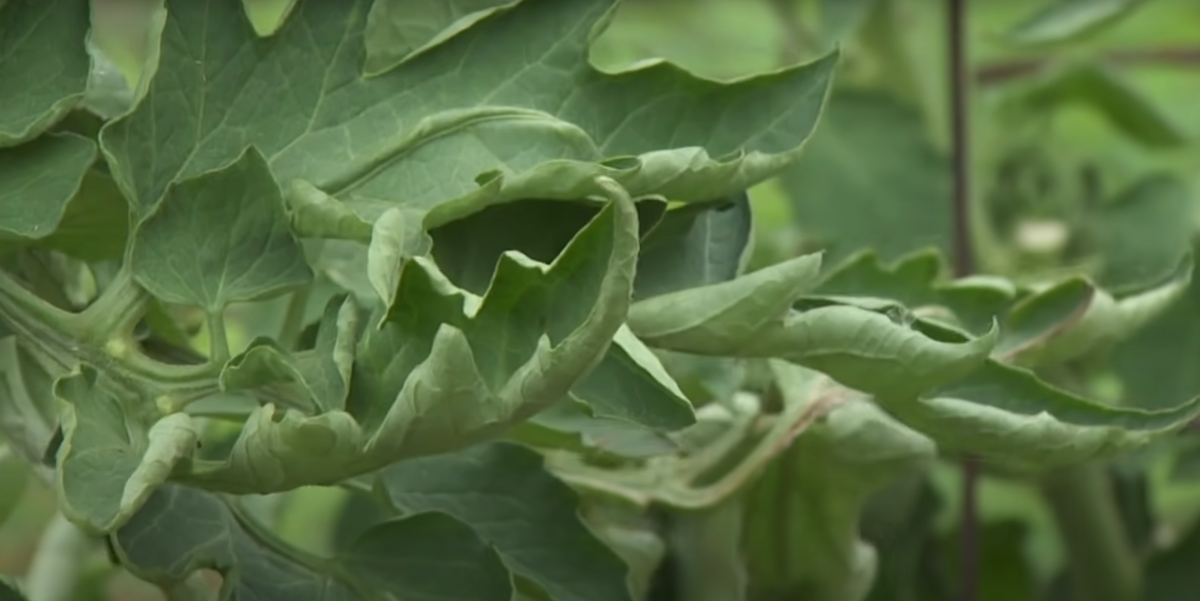 Фото OklahomaGardening