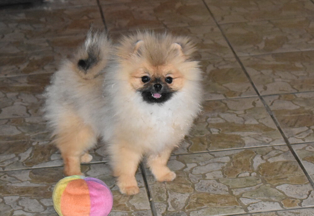 щенок пом 5 мес