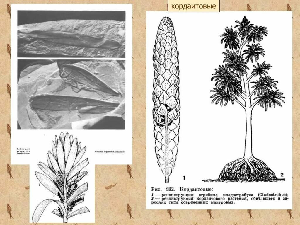 На рисунке изображен кордаит вымершее древесное растение обитавшее 370 250 млн лет назад используя