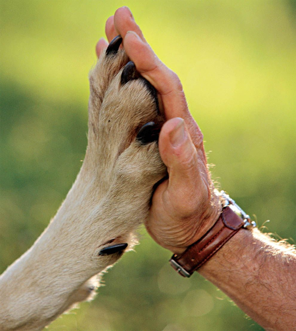 Рука шавка. Собака друг человека. Рука и лапа собаки. Лапа собаки и рука человека. Дружба собаки и человека.