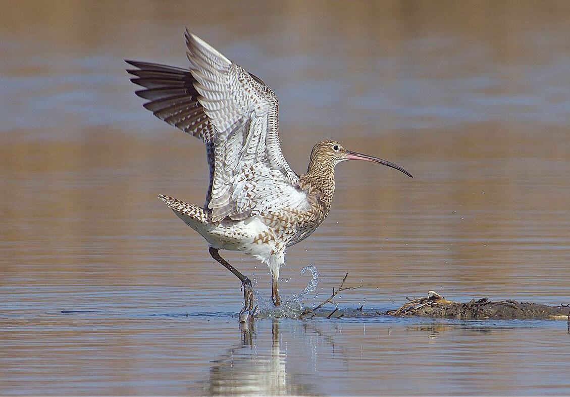 Большой кроншнеп (Numenius arquata); wikimedia.org