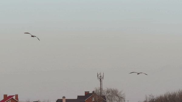 Цапли заходят на посадку