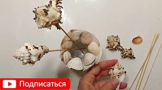 Ракушки картинки