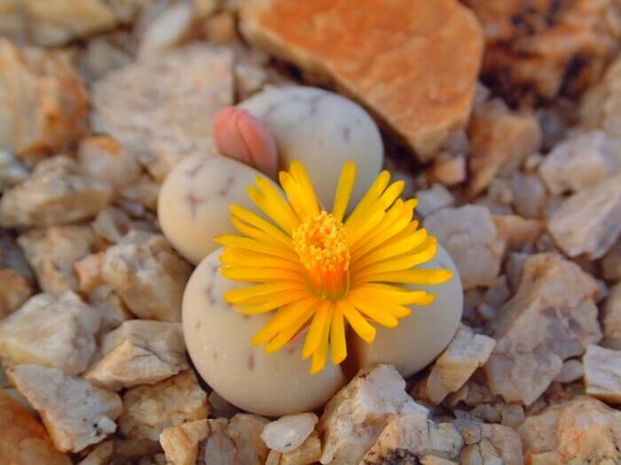 Живой камень, он же литопс (Lithops species) 