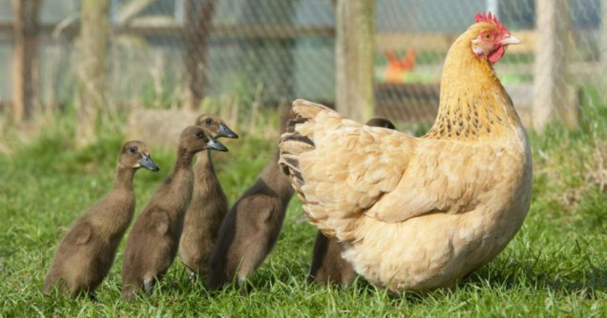 Почему утята следуют за пакетами, а журавли влюбляются в смотрителей ...