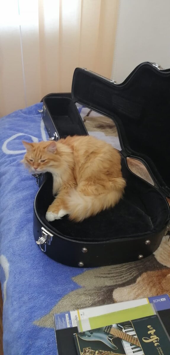 Кот-герой истории, любит музыку