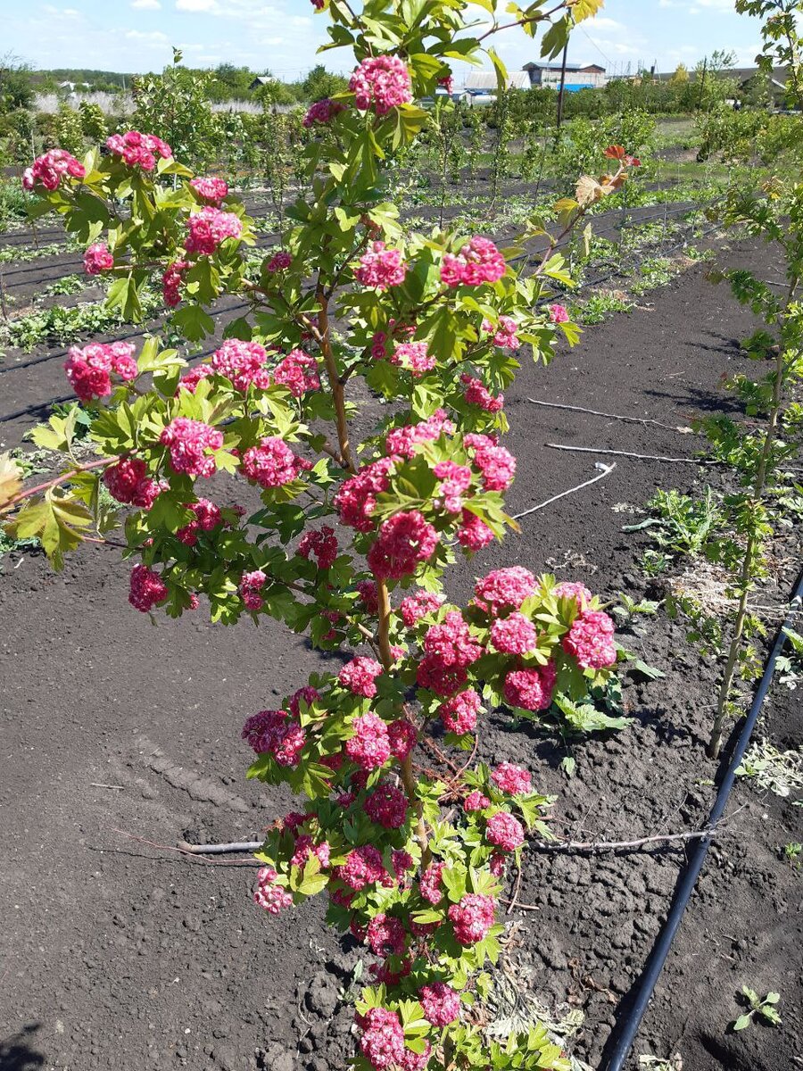 Боярышник однопестичный "Рубра Плена"("Красный махровый") Crataegus monogyna "Rubra Plena" Необычайно красив.