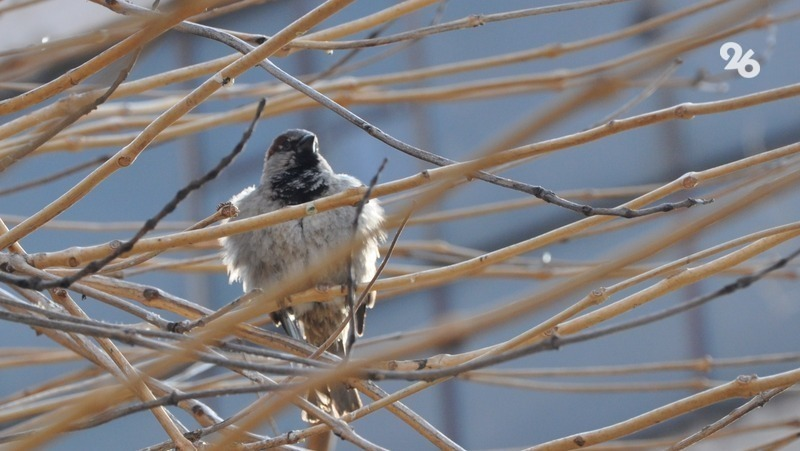 Фото: ИА «Победа26» 